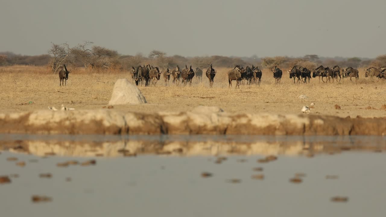 fotografía amplia de una gran manada de gnues azules caminando hacia el pozo de agua, nxai pan