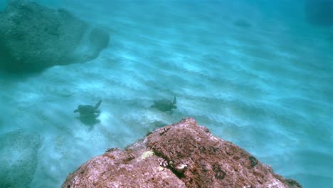 Two-turtles-swim-together-past-ocean-rocks,-underwater-view-from-above