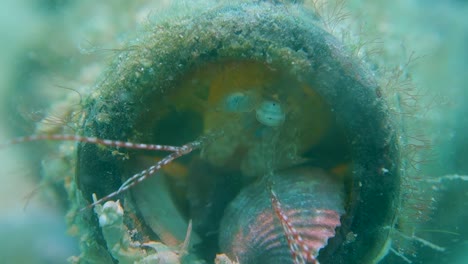 colorful mantis shrimp hides behind shells in garbage glass bottle home house