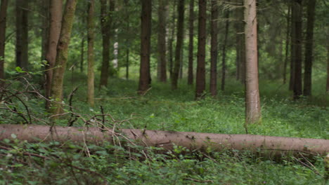 camera pans around looking through branches and leaves in forest with fallen tree trunk