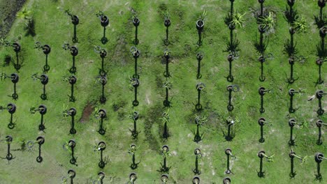 vista aérea de drones de la granja de frutas del dragón desde arriba