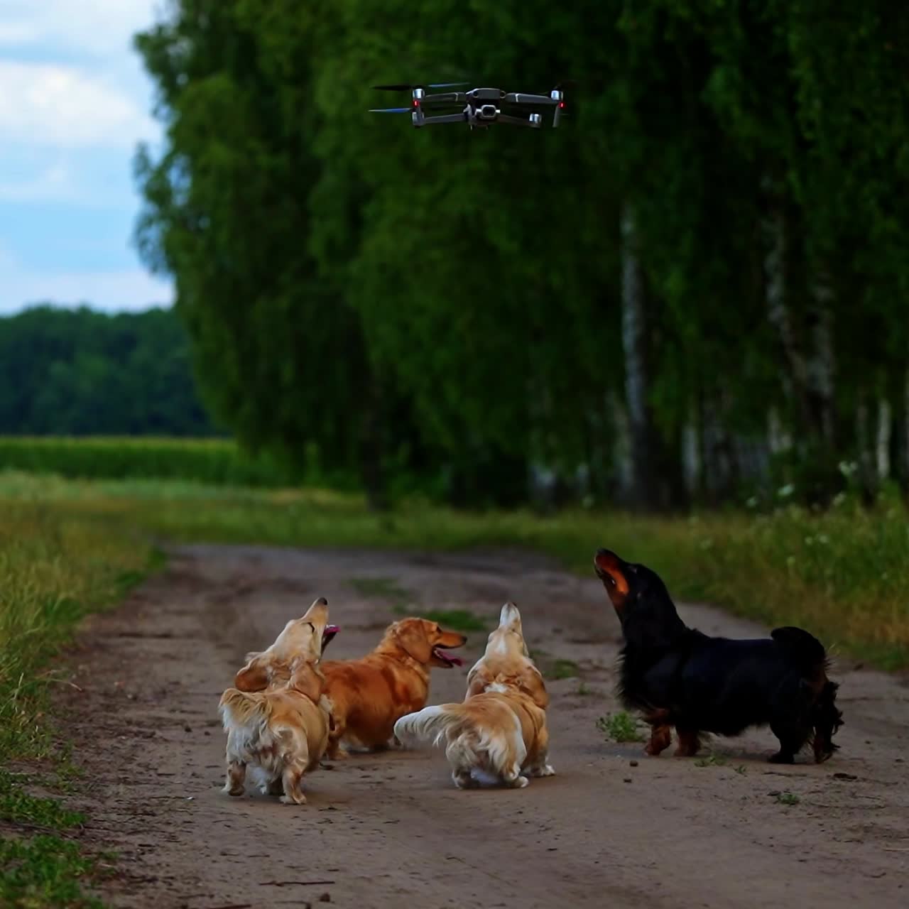 Pedigree dogs and drone. Group of adorable dachshunds walk in rural nature and bark on the drone over their heads.