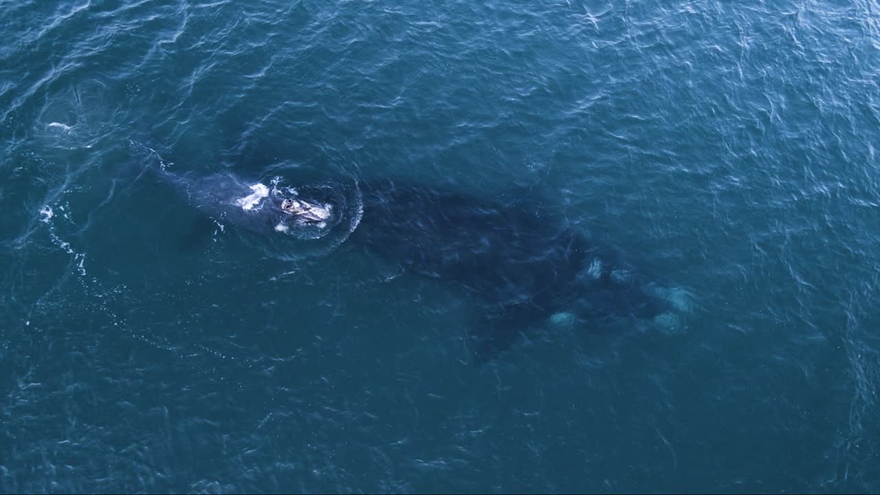 태평양에서 함께 수영하는 남방긴수염고래 - 공중 촬영 슬로모션