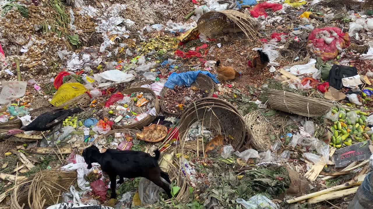 Farm animals feeding at garbage disposal pit in polluted Bangladesh
