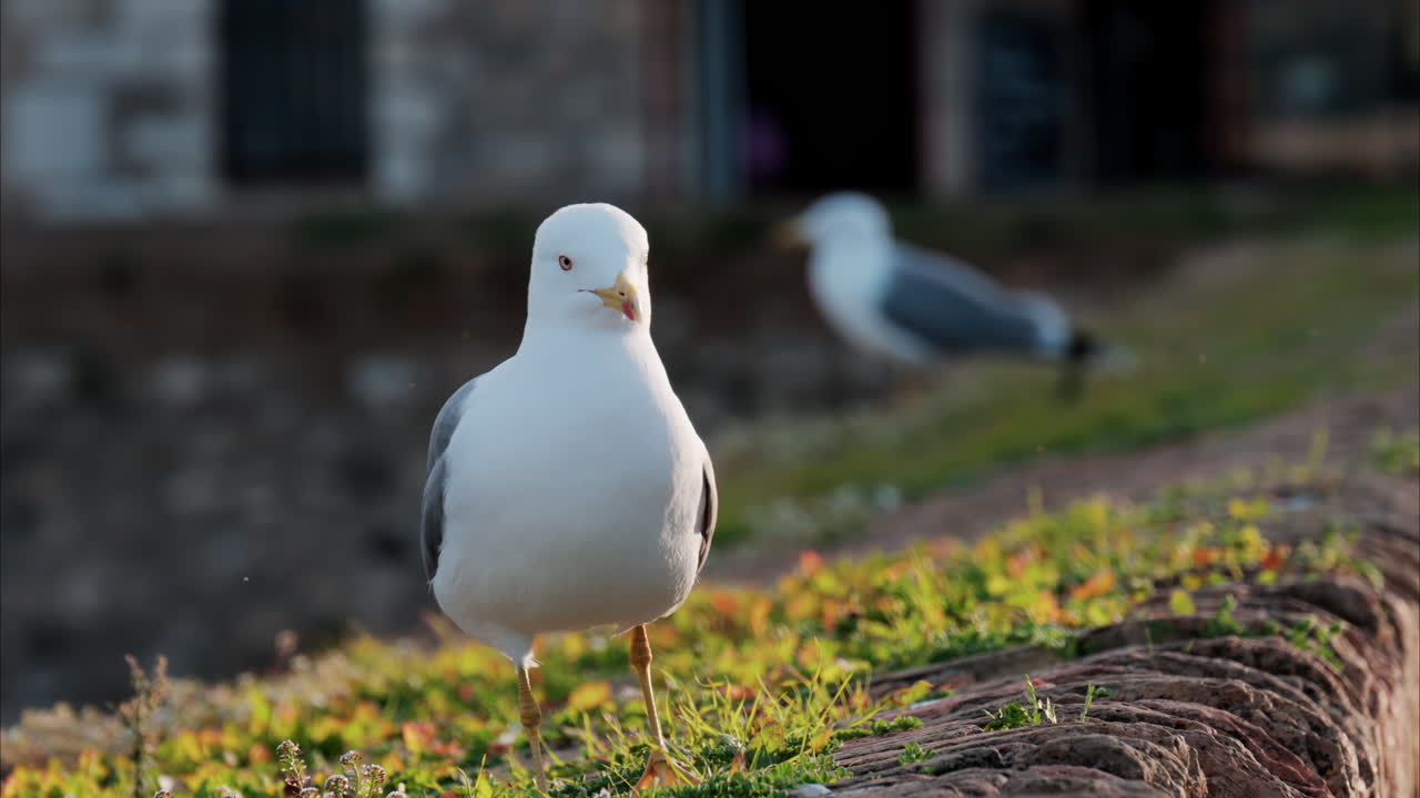 Close up of a seagull walking at a viewing point in Antibes, France