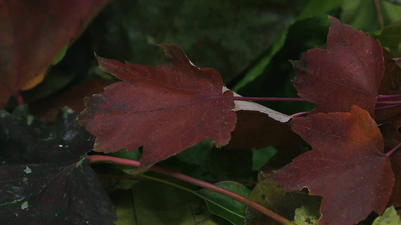 무더기에 있는 적갈색 단풍을 가로질러 근접 촬영 팬