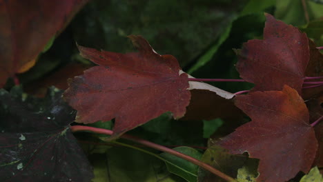 closeup pan right across red-brown autumn leaves in a pile