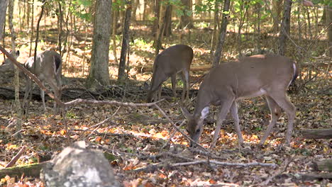 Female-deer-in-the-forest