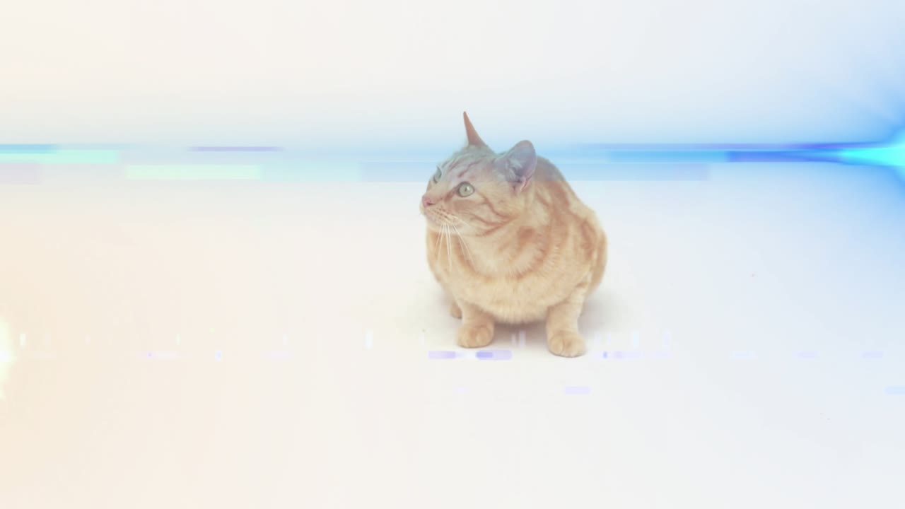 Ginger tabby cat reacting to offscreen movement on white floor with blue band, shifting and turning