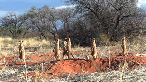 a mob of meerkats on their lair, standing upright and looking at the sky for danger