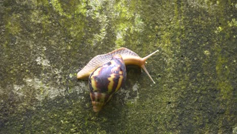 Eine-Schnecke-Geht-Langsam-An-Der-Wand-Entlang