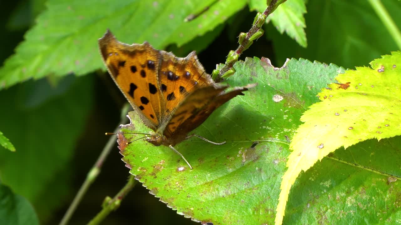 una mariposa de concha escasa con alas naranjas y manchas negras agita sus alas encaramadas en una hoja verde