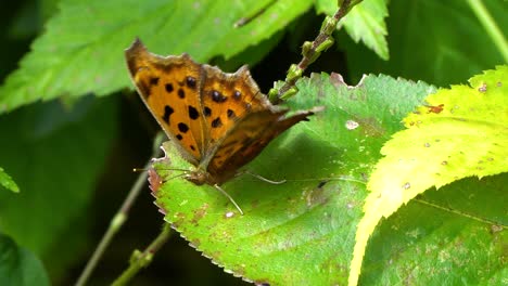 a scarce tortoiseshell butterfly with orange wings and black spots flaps its wings perched on green leaf