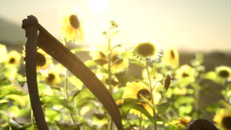 vieja guadaña de estilo vintage y campo de girasoles