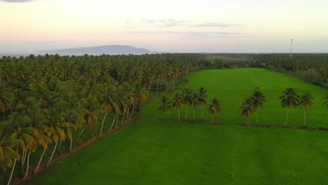 Aerial-view-over-palm-forest