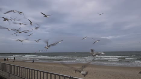 Seagulls-flying-over-promenade-in-kolobrzeg-in-poland-during-winter
