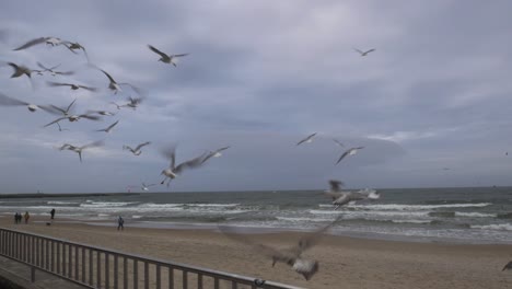 gaviotas volando sobre el paseo marítimo de kolobrzeg en polonia durante el invierno
