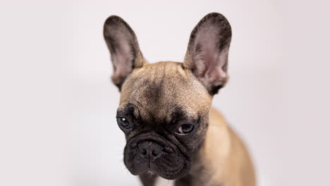 un lindo cachorro de bulldog francés de mascota