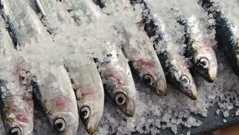 fresh anchovies on ice