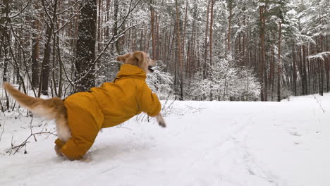 Bosque-Cubierto-De-Nieve