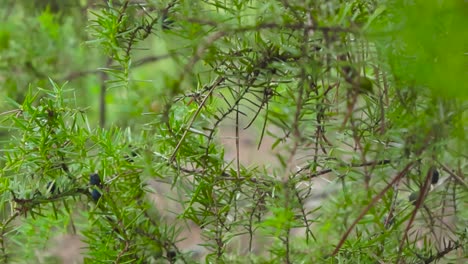 gorgeous close up footage of juniper tree branches that has blue berries and fruit on it during summer time in a forest with the background slightly blurred