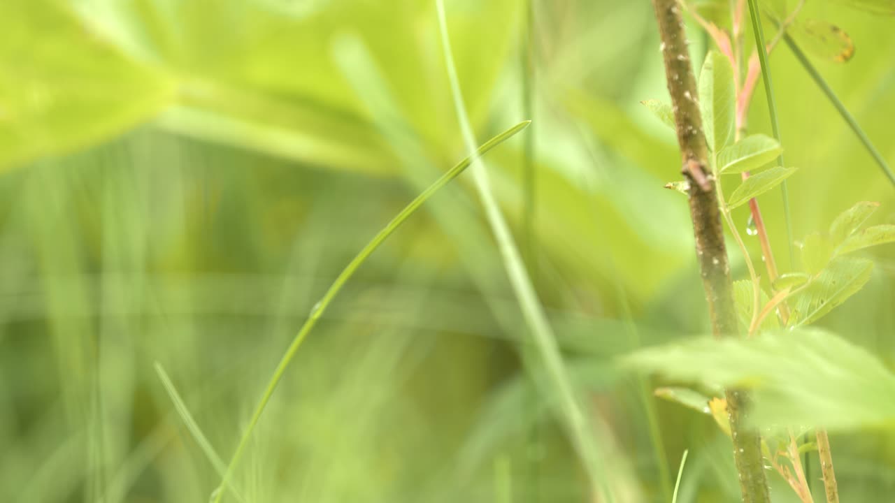 잔디와 식물의 클로즈업
