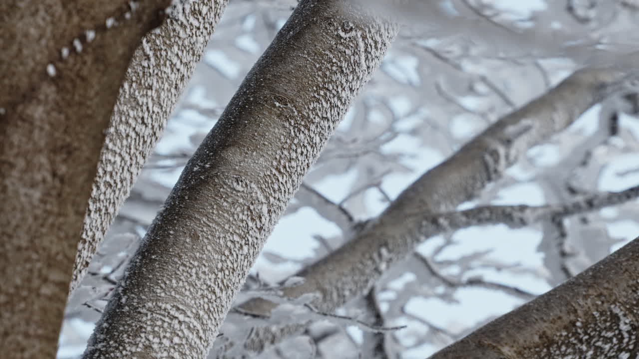 Frozen trees with ice and snow coating the branches in a serene winter landscape