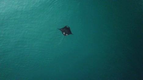 Fiji---Mantaray-watching-with-the-drone