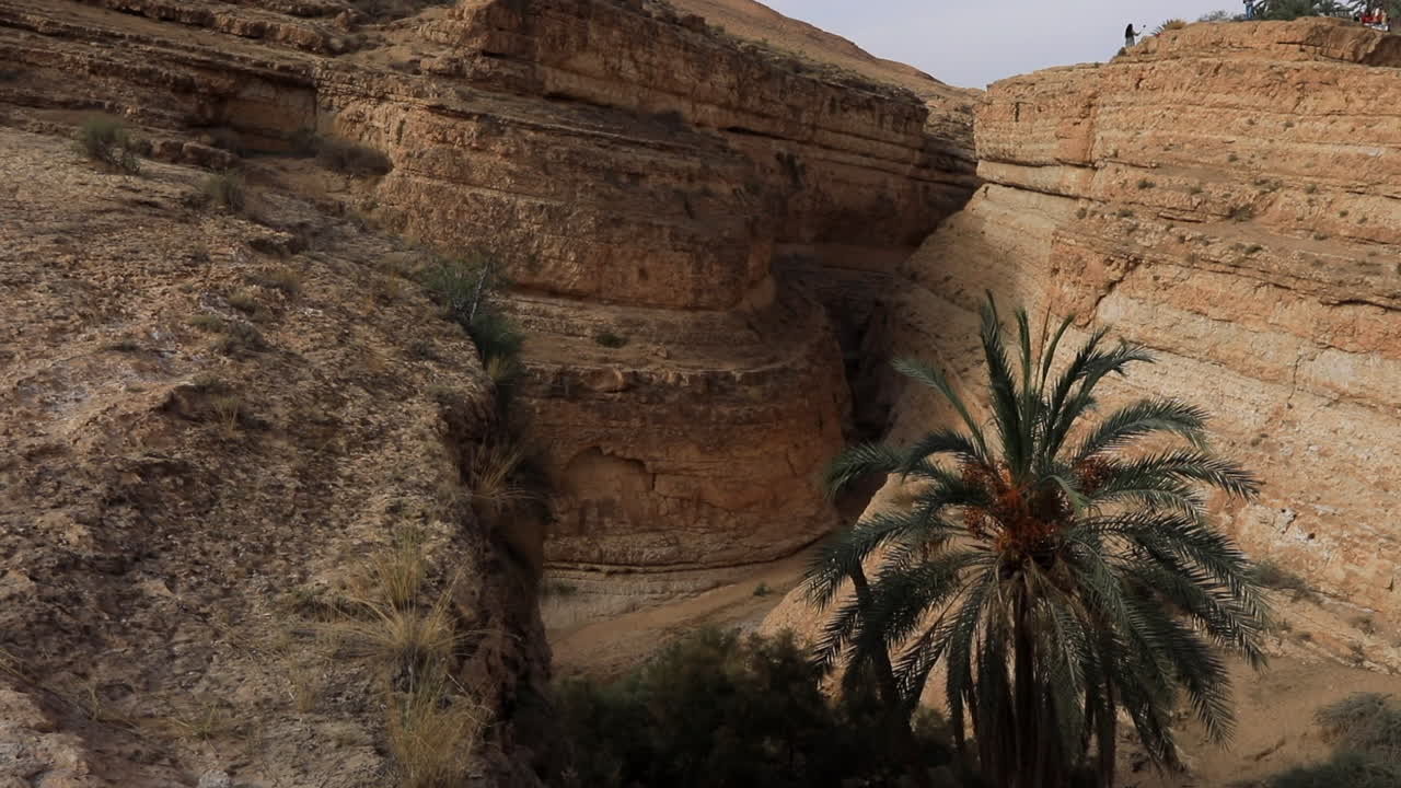 Lone palm tree stands in the rugged Mides Canyon, Tunisia, under a clear sky