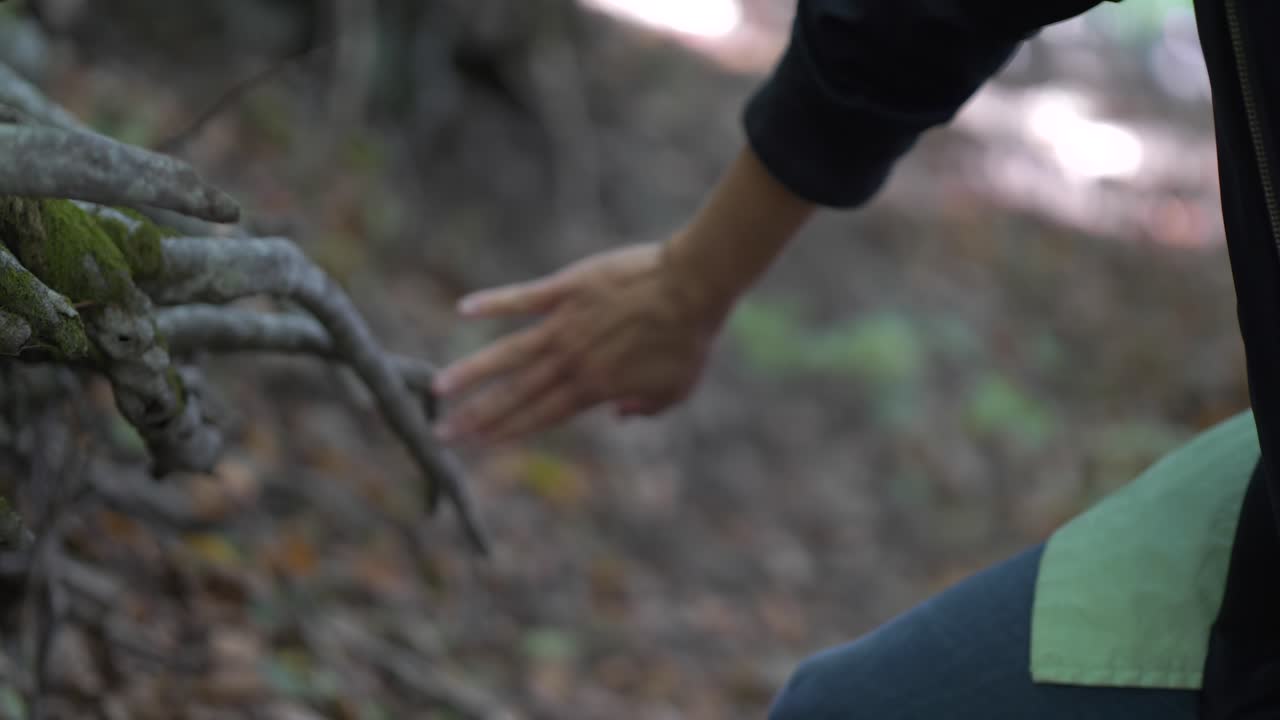 Feeling the texture of green moss on a tree bark in a forest - Close up