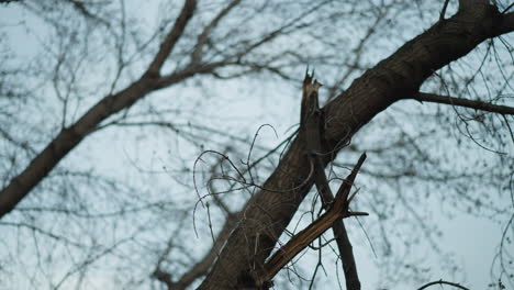 close-up of a broken tree branch against a backdrop of a network of intertwined bare branches and a pale sky