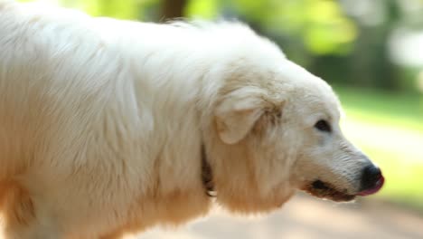 beautiful white dog in the sunlight outdoors. portrait of healthy bred dog outside 4k clip resolution