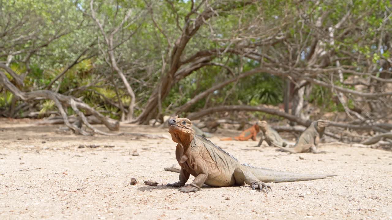 Close up shot of wild Iguana and family resting on sandy beach with green bush in backdrop