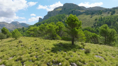 mountainous landscape with pine trees and grass