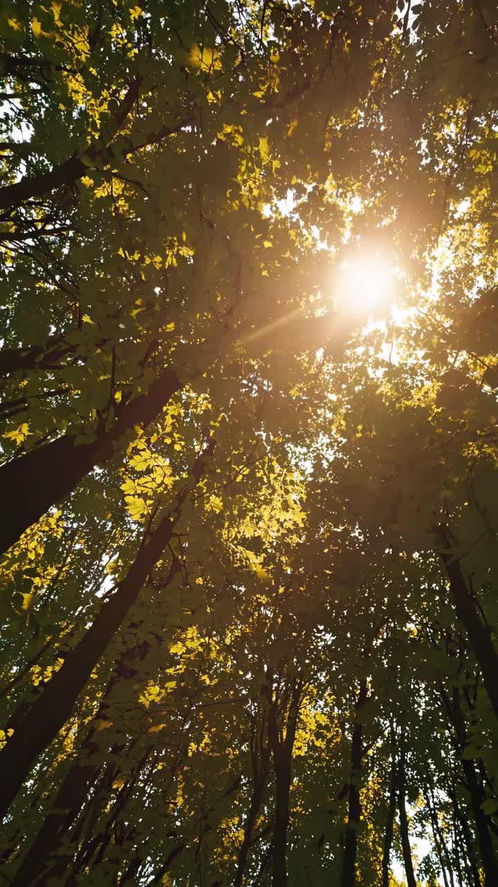 Upward angle captures sunlight filtering through lush green leaves, creating a serene, natural