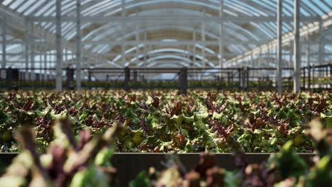 large industrial nursery with wilt vegetable plants inside a greenhouse