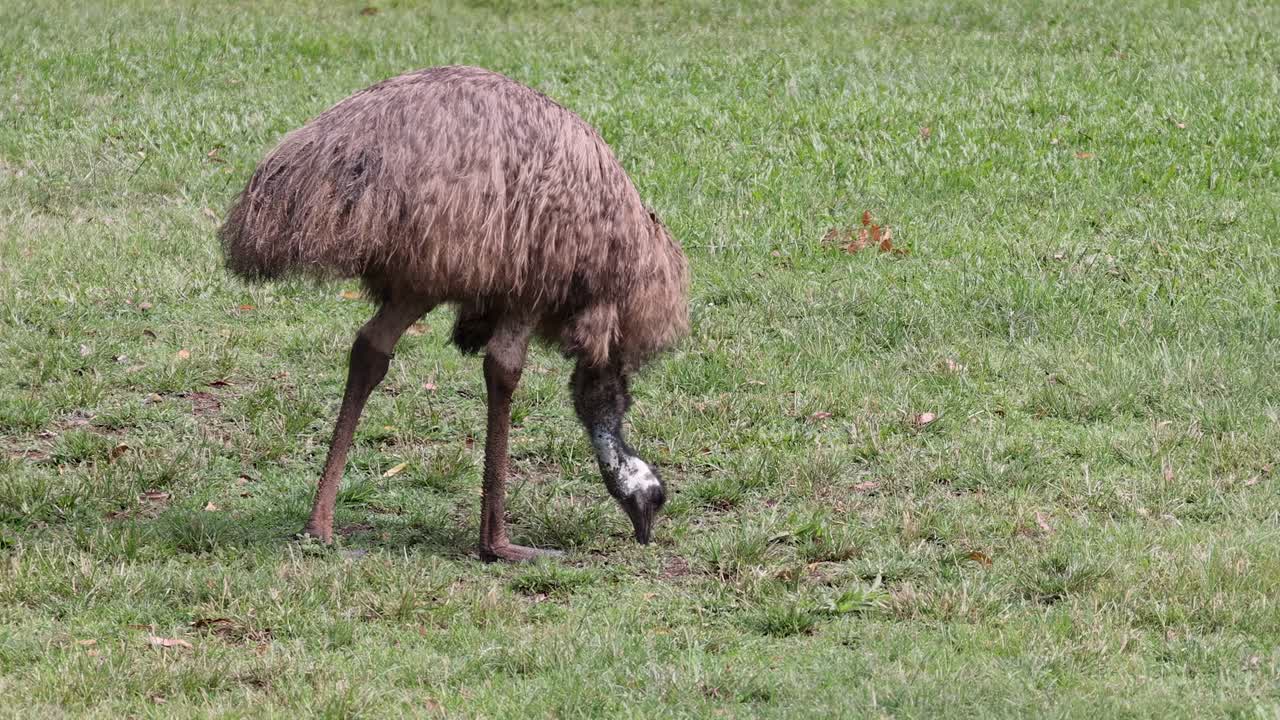 An emu pecks at the ground in a vibrant green field, searching for food.