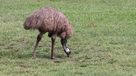 an emu pecks at the ground in a vibrant green field, searching for food.