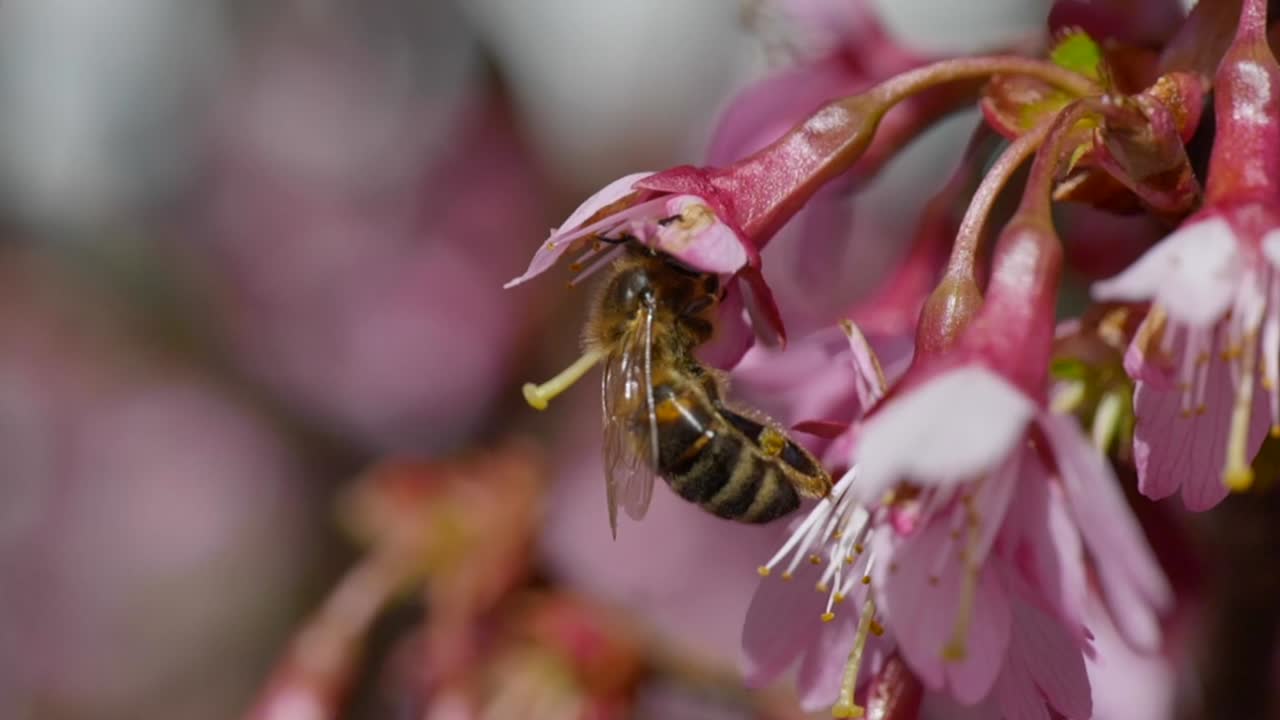 분홍 꽃잎 중앙에서 꽃가루를 모으기 위해 열심히 일하는 고독한 꿀벌