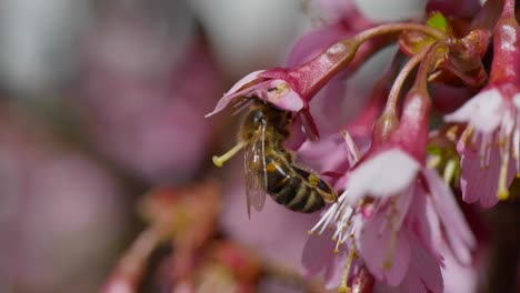 solitary honey bee, working hard to collect pollen from the center of a pink blossom petal