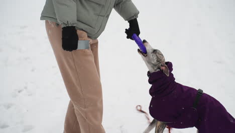 person playing tug-of-war with dog in purple coat on snowy field, winter outdoor activity, strong bond between pet and owner, fun interaction during cold weather, casual snow day scene