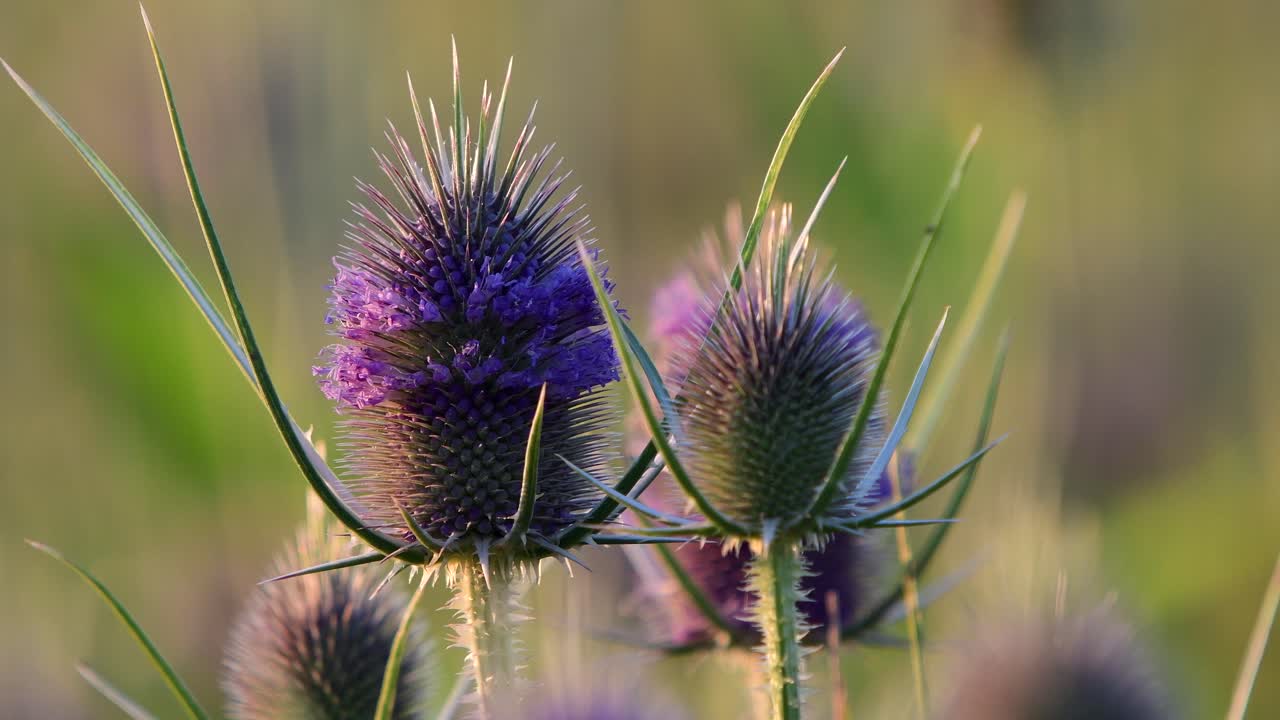 primer plano de la flor del cardo mariano, aislado contra el fondo borroso