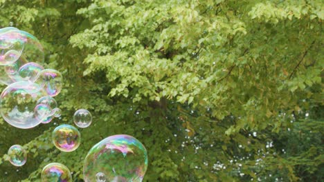 Colorful soap bubbles drift through a lush park, reflecting rainbow hues in natural daylight. Camera follows bubbles against leafy green trees, creating a whimsical mood