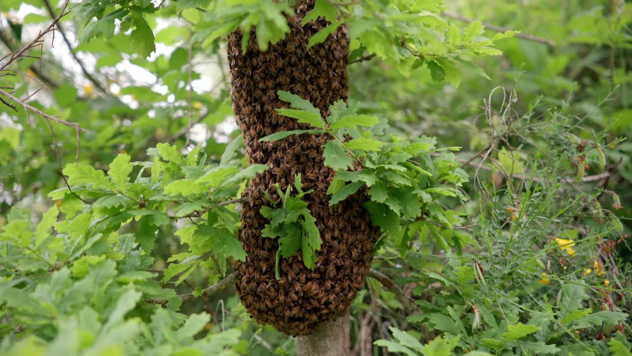 un enjambre de abejas colgando de un árbol, unas pocas abejas tratando de encontrar un lugar entre la colonia, primer plano en primavera