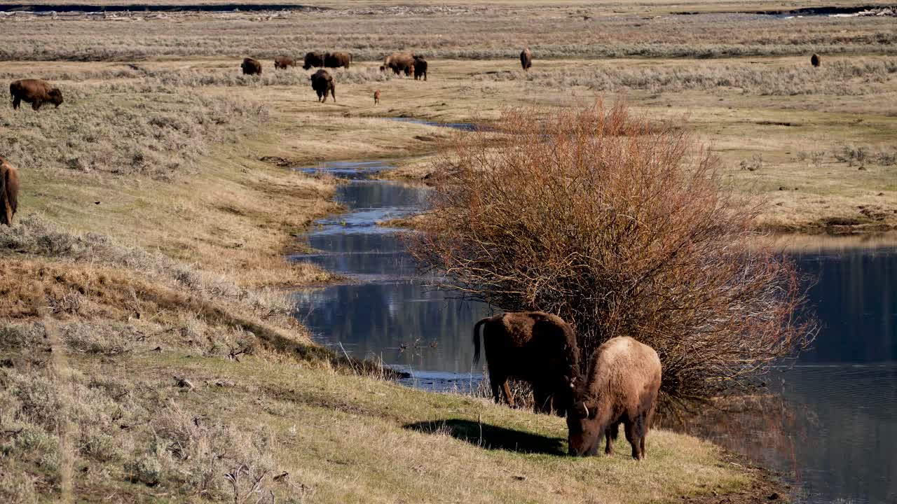manada de bisontes pastando en el valle de lamar