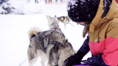 la hermosa chica abrazando al perro. la chica con el husky siberiano
