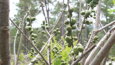 spondias purpurea (jocote) harvest – organic tropical fruits, honduras