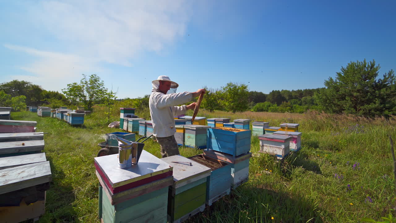 Apiculturist near wooden hives. Beekeeper inspecting bees on green nature background under blue sky. Camera moves back.
