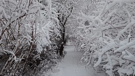 Slow-walk-through-the-tunnel-of-snow-covered-branches
