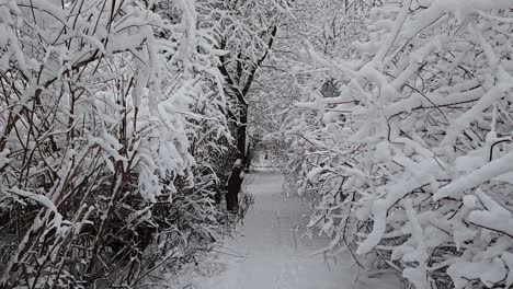 slow walk through the tunnel of snow covered branches